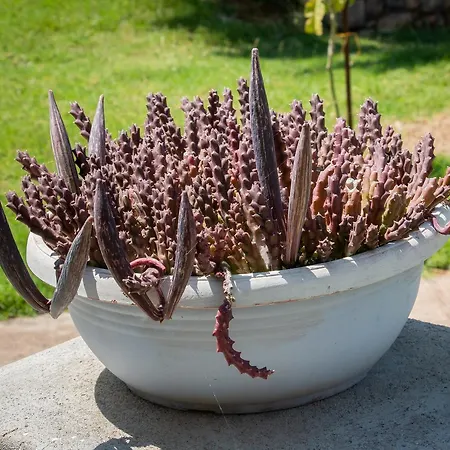 Ta Spitakia Tsarbopoulos Διαμέρισμα