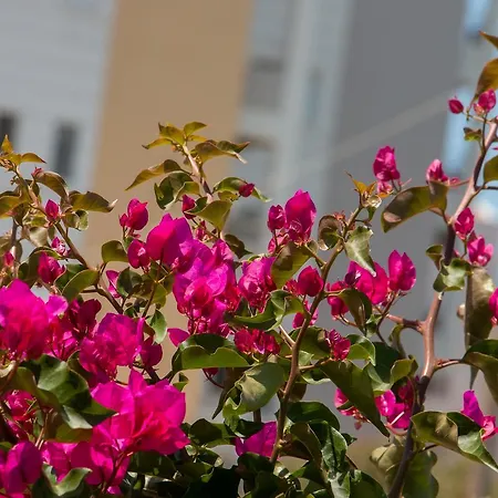 Διαμέρισμα Ta Spitakia Tsarbopoulos Κυπαρισσία