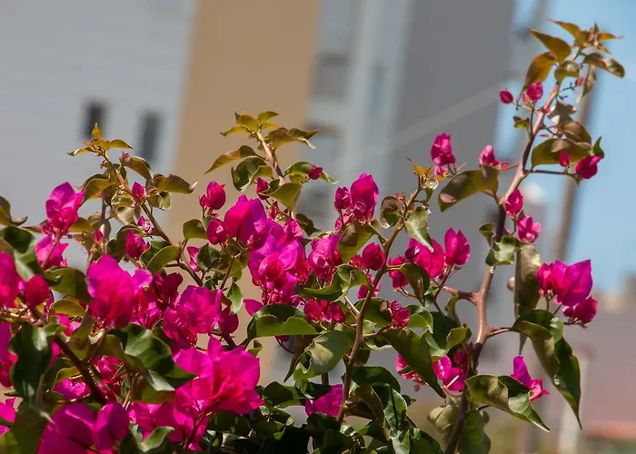 Lägenhet Ta Spitakia Tsarbopoulos Kyparissia